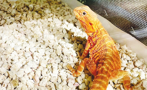 国信配资 异宠经济百亿市场背后的规范之路